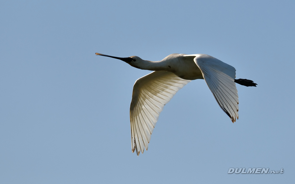 03 Eurasian spoonbill (Platalea leucorodia)